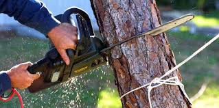 Best Tree Health Inspection  in Smithfield, NC