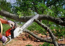 Best Lawn Pest Prevention  in Smithfield, NC