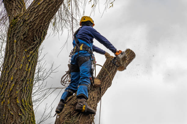 Best Aeration Services  in Smithfield, NC