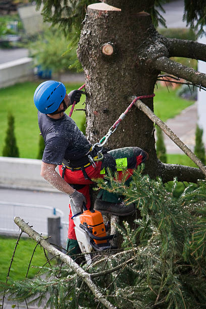 Best Arborist Consultation Services  in Smithfield, NC