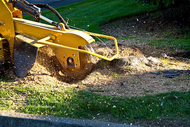 Best Artificial Turf Installation  in Smithfield, NC